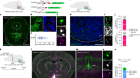 Adaptation to photoperiod via dynamic neurotransmitter segregation