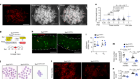 Clonal inactivation of TERT impairs stem cell competition