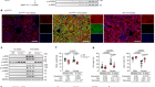 Inhibition of IL-11 signalling extends mammalian healthspan and lifespan