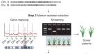 Promises and challenges of crop translational genomics