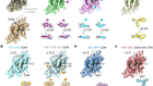 Molecular basis of human noradrenaline transporter reuptake and inhibition