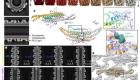 Cryo-EM architecture of a near-native stretch-sensitive membrane microdomain