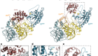 A eukaryotic-like ubiquitination system in bacterial antiviral defence