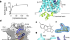 Structure of the human dopamine transporter and mechanisms of inhibition