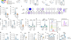 ILC2-derived LIF licences progress from tissue to systemic immunity