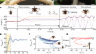 Passive wing deployment and retraction in beetles and flapping microrobots