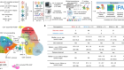 Single-cell CAR T atlas reveals type 2 function in 8-year leukaemia remission