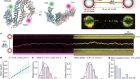 FANCD2–FANCI surveys DNA and recognizes double- to single-stranded junctions