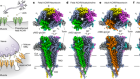 Structural switch in acetylcholine receptors in developing muscle