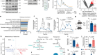 Remodelling of the translatome controls diet and its impact on tumorigenesis