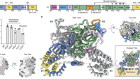 The hepatitis C virus envelope protein complex is a dimer of heterodimers