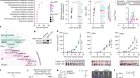 Glycosphingolipid synthesis mediates immune evasion in KRAS-driven cancer