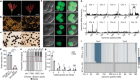 Teosinte Pollen Drive guides maize diversification and domestication by RNAi