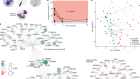 Immune system adaptation during gender-affirming testosterone treatment