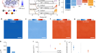 Controllable p- and n-type behaviours in emissive perovskite semiconductors