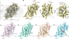 Dopamine reuptake and inhibitory mechanisms in human dopamine transporter