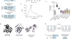 Birth of protein folds and functions in the virome