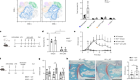 Recognition and control of neutrophil extracellular trap formation by MICL