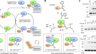 Structural basis for transthiolation intermediates in the ubiquitin pathway