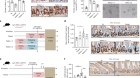 Short-term post-fast refeeding enhances intestinal stemness via polyamines