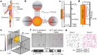 Thermal infrared directs host-seeking behaviour in Aedes aegypti mosquitoes