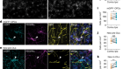 Oligodendrocytes and myelin limit neuronal plasticity in visual cortex