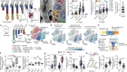 Stem cells tightly regulate dead cell clearance to maintain tissue fitness