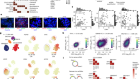 Coordinated inheritance of extrachromosomal DNAs in cancer cells
