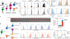 Fate induction in CD8 CAR T cells through asymmetric cell division