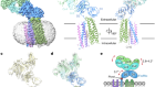 Structural insights into the high-affinity IgE receptor FcεRI complex