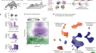 Cellular communities reveal trajectories of brain ageing and Alzheimer’s disease