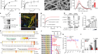 Fibrin drives thromboinflammation and neuropathology in COVID-19