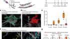 Mechanisms that clear mutations drive field cancerization in mammary tissue