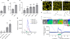 Probing plant signal processing optogenetically by two channelrhodopsins