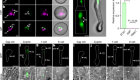 Sperm-origin paternal effects on root stem cell niche differentiation