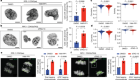 CDK5–cyclin B1 regulates mitotic fidelity