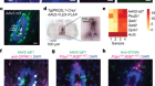 Endogenous opioid signalling regulates spinal ependymal cell proliferation