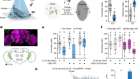 Mating proximity blinds threat perception