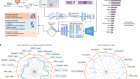 A pathology foundation model for cancer diagnosis and prognosis prediction