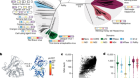 Mapping glycoprotein structure reveals Flaviviridae evolutionary history