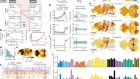 Brain-wide dynamics linking sensation to action during decision-making