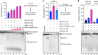 Mechanism of BRCA1–BARD1 function in DNA end resection and DNA protection