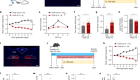 A brain-to-gut signal controls intestinal fat absorption