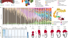 Temporal BMP4 effects on mouse embryonic and extraembryonic development