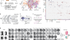 Connectome-constrained networks predict neural activity across the fly visual system