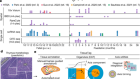 A spatial human thymus cell atlas mapped to a continuous tissue axis