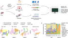 Single-cell multi-omics map of human fetal blood in Down syndrome