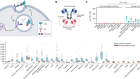 Transferrin receptor targeting chimeras for membrane protein degradation