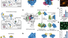 Designed endocytosis-inducing proteins degrade targets and amplify signals