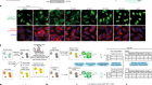 Targeted protein relocalization via protein transport coupling